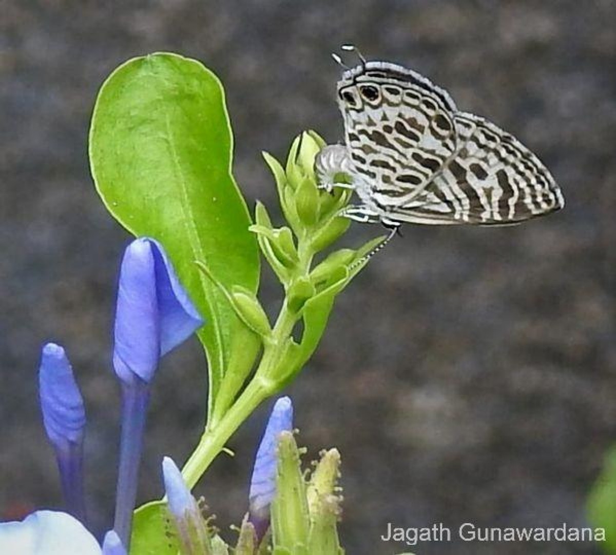 Leptotes plinius Fabricius, 1793